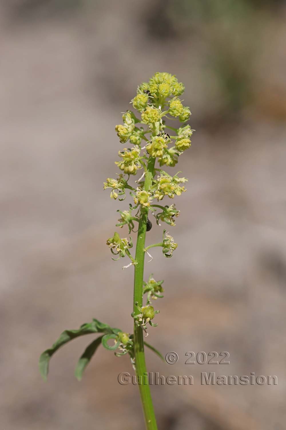 Reseda lutea