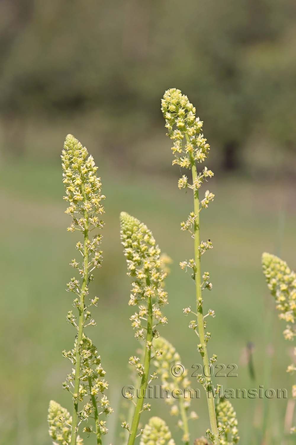 Reseda lutea