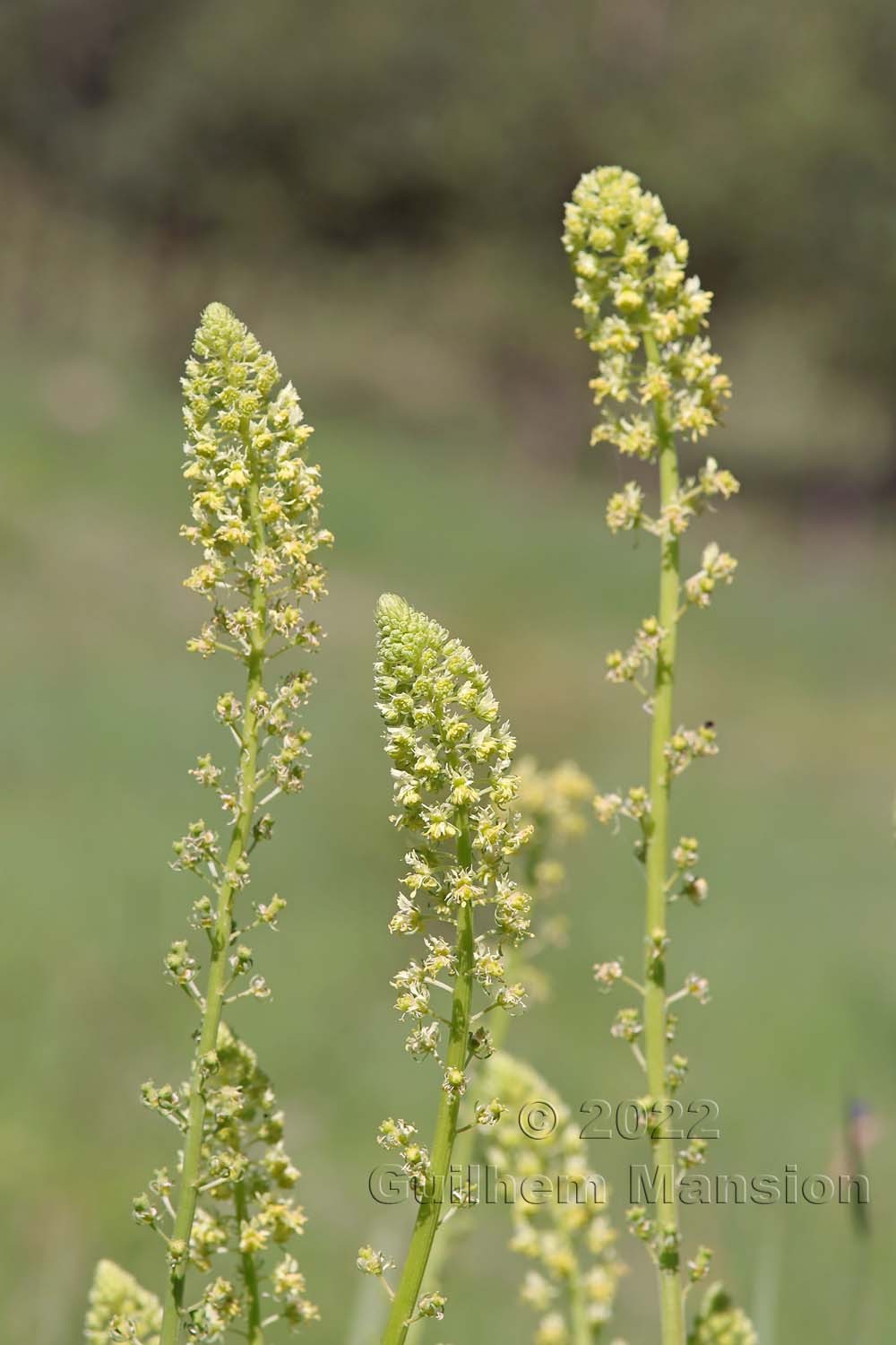 Reseda lutea