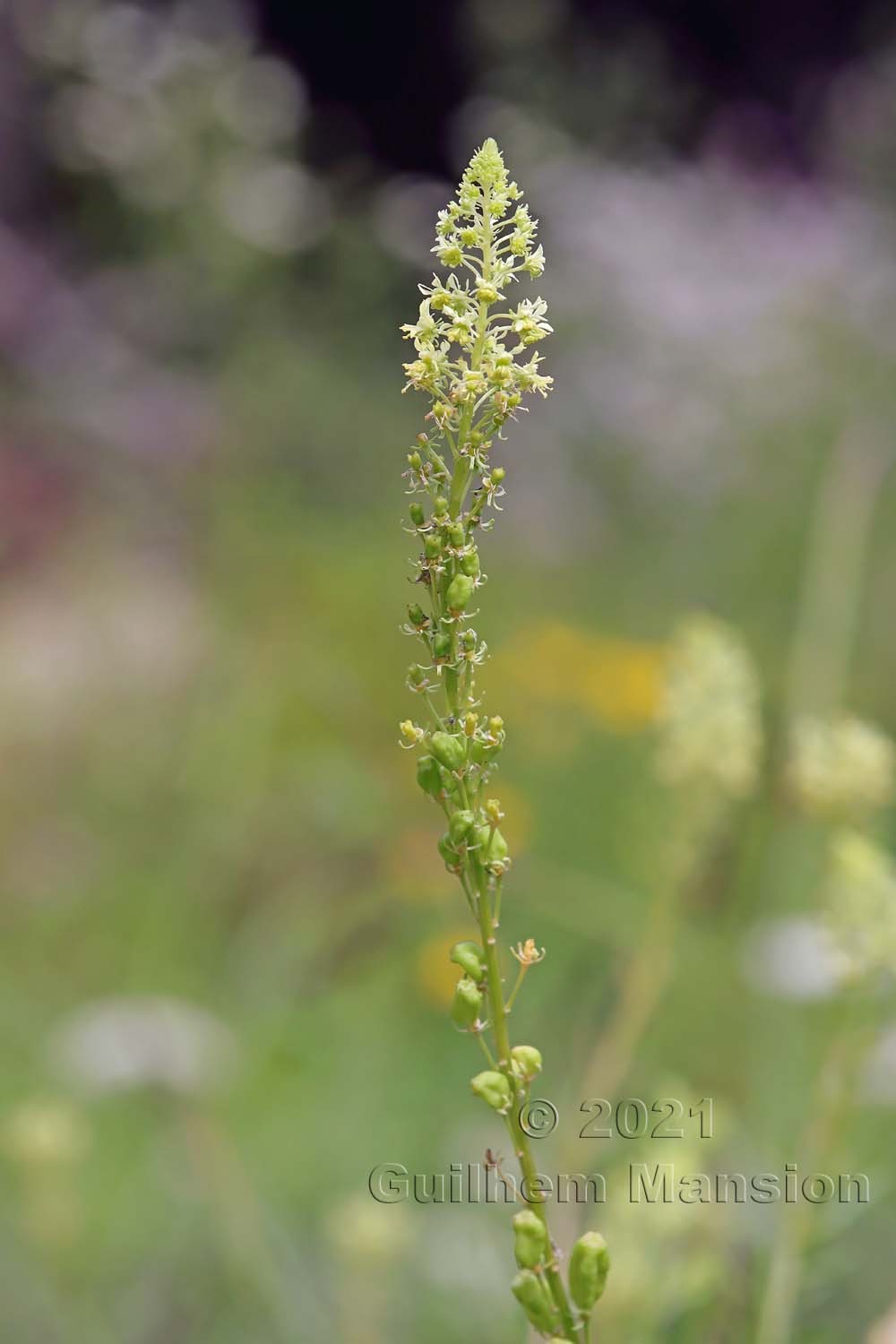 Reseda lutea