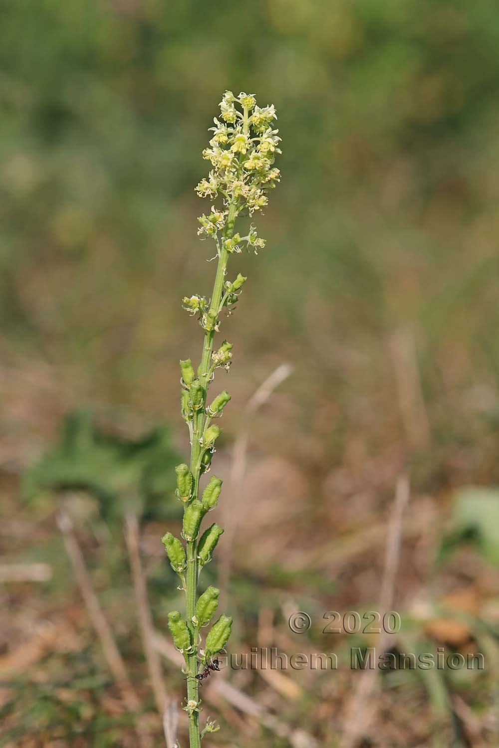 Reseda lutea