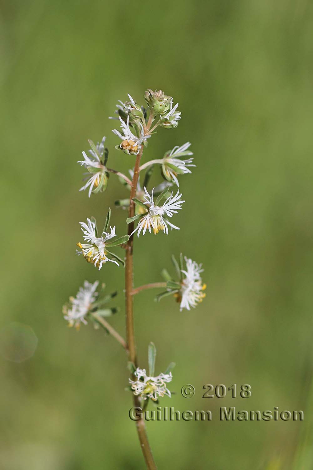 Reseda phyteuma