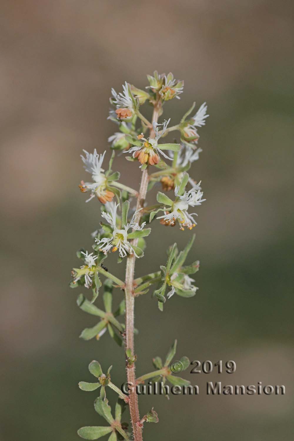 Reseda phyteuma