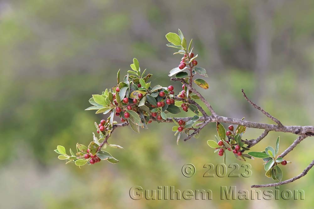 Rhamnus alaternus