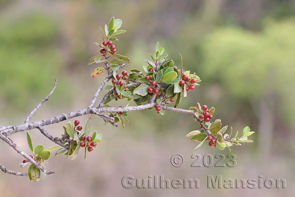 Rhamnus alaternus