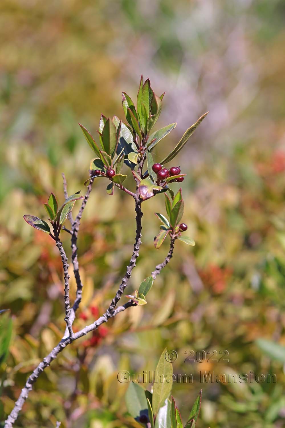 Rhamnus alaternus