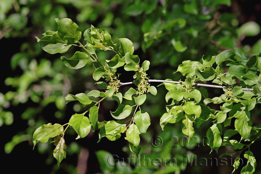 Rhamnus cathartica