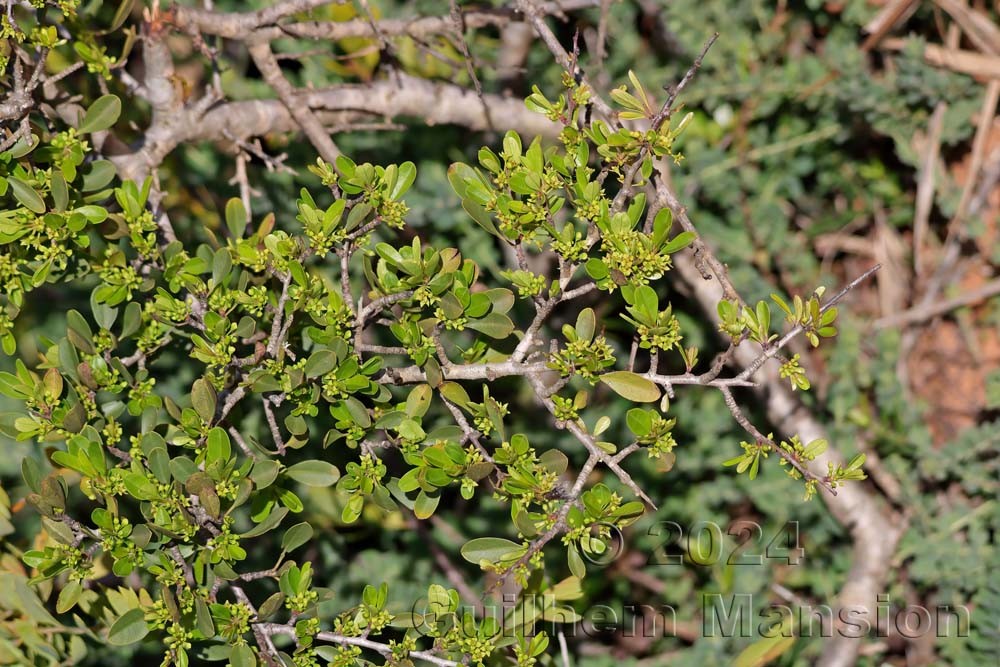 Rhamnus oleoides