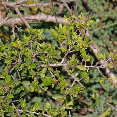 Rhamnus oleoides