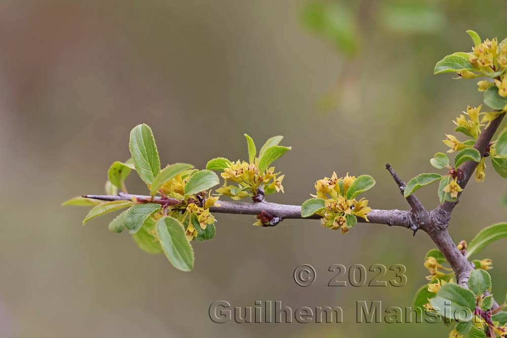 Rhamnus saxatilis