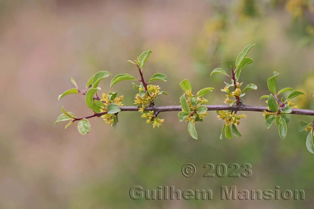 Rhamnus saxatilis