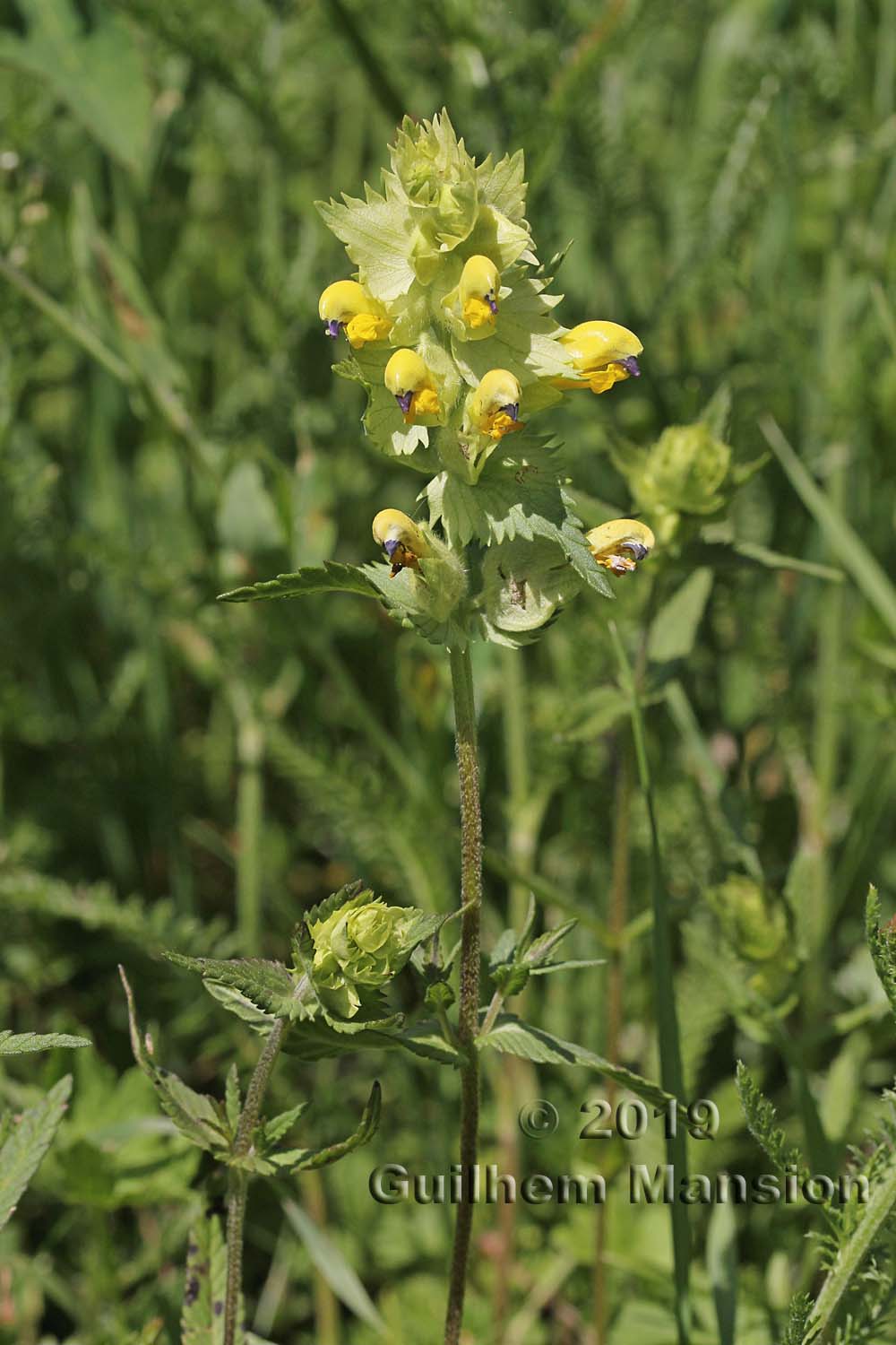 Rhinanthus alectorolophus