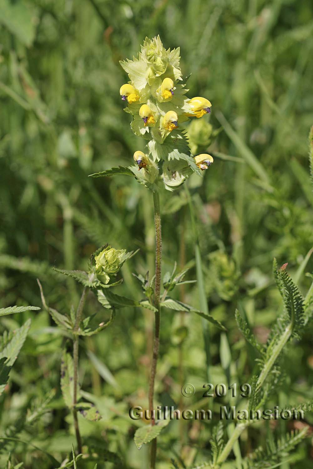 Rhinanthus alectorolophus