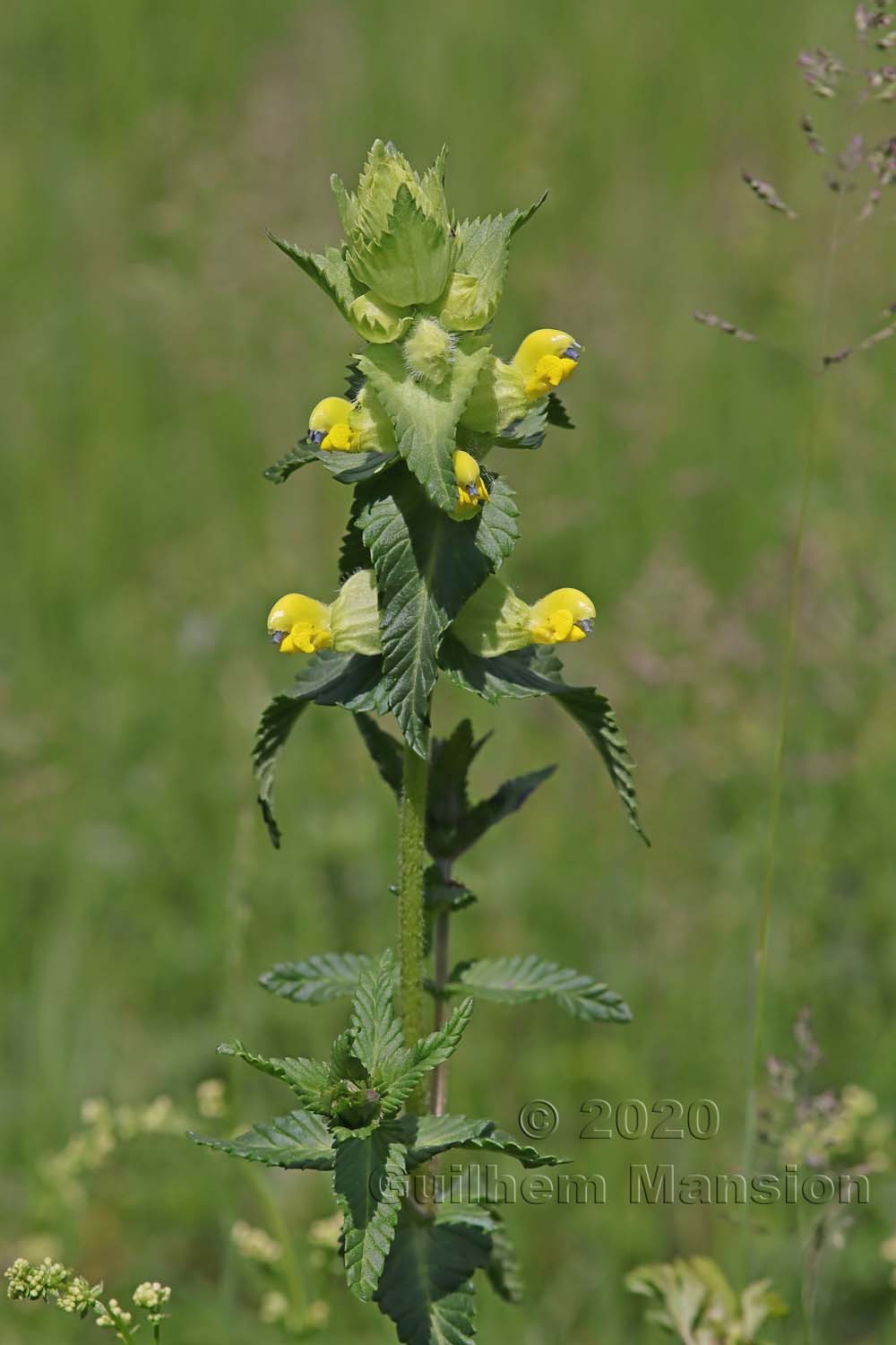 Rhinanthus alectorolophus