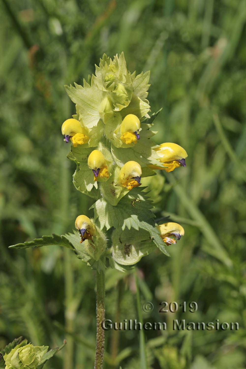 Rhinanthus alectorolophus