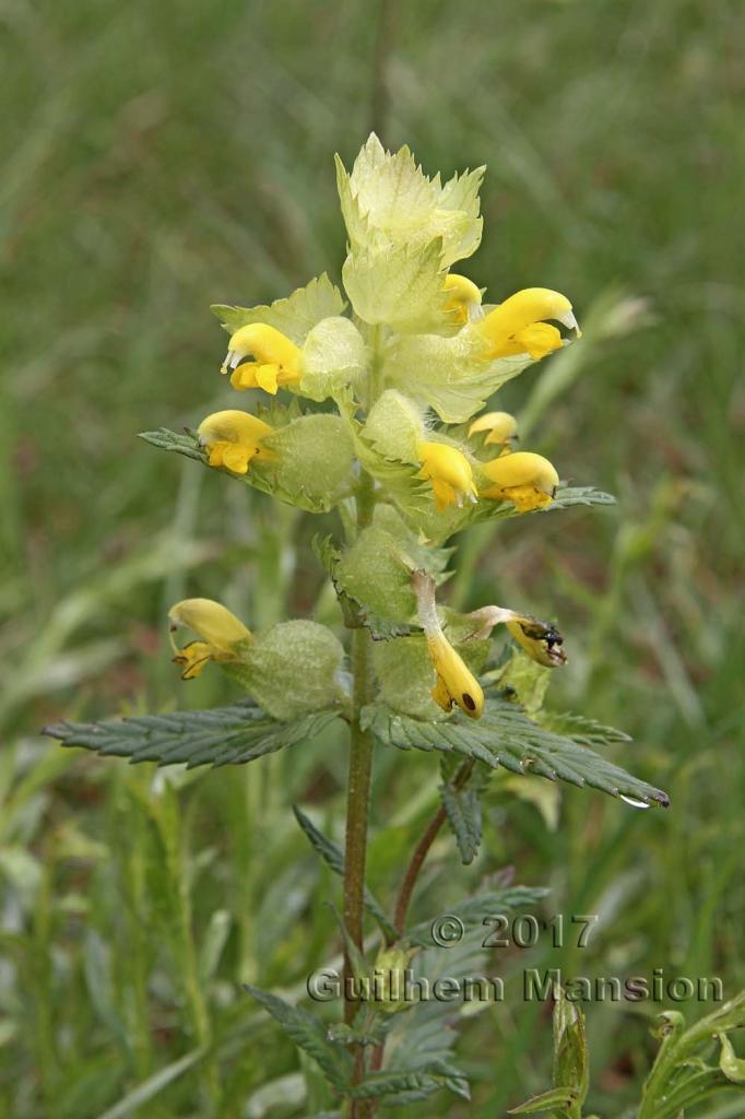 Rhinanthus alectorolophus