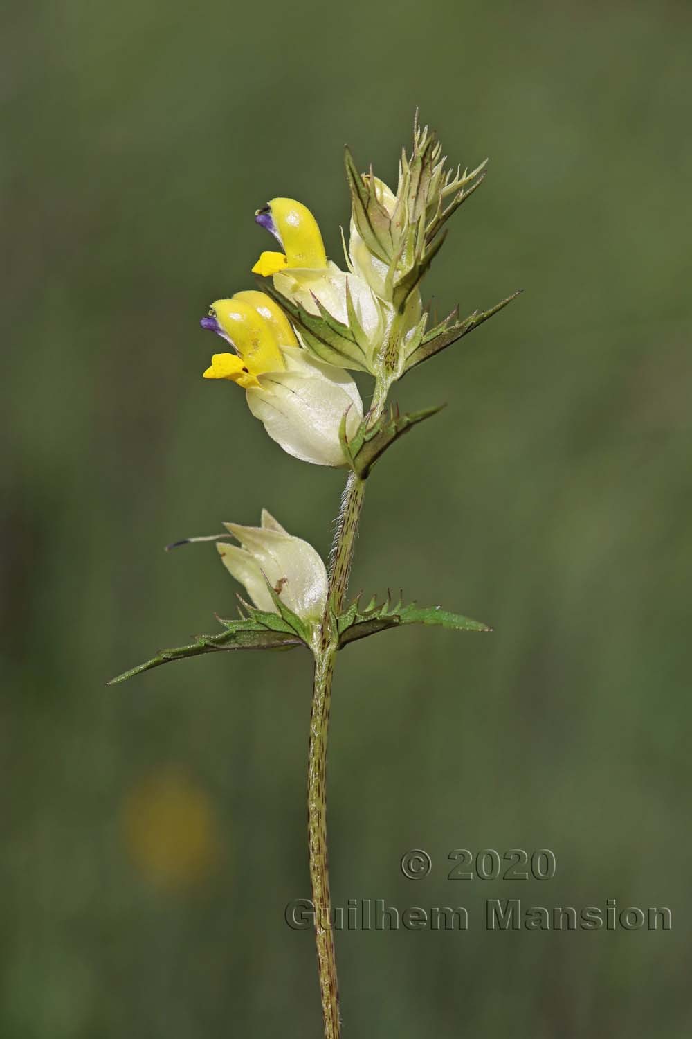 Rhinanthus glacialis