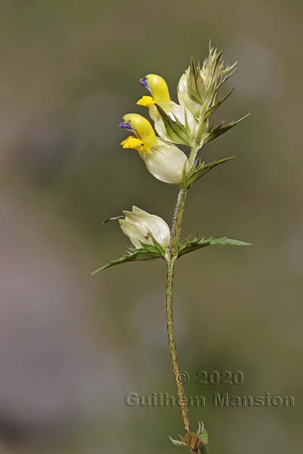 Rhinanthus glacialis