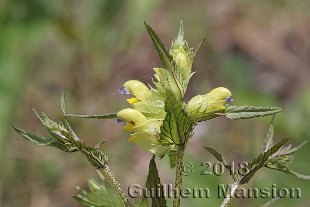 Rhinanthus glacialis