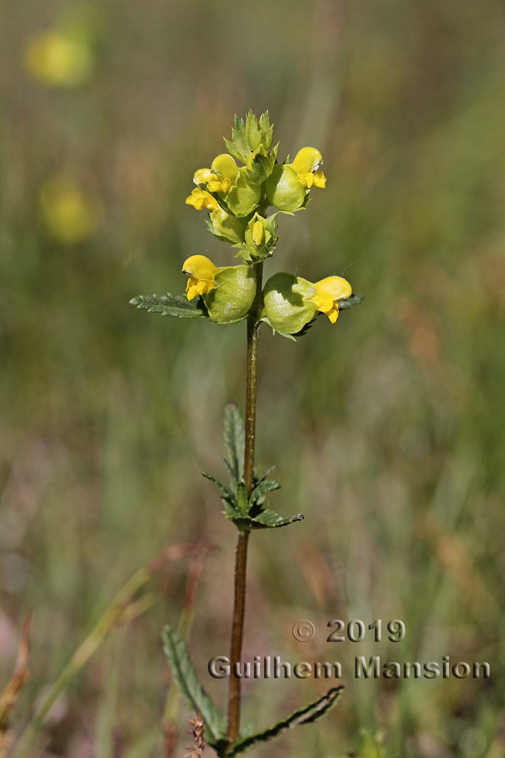 Rhinanthus minor