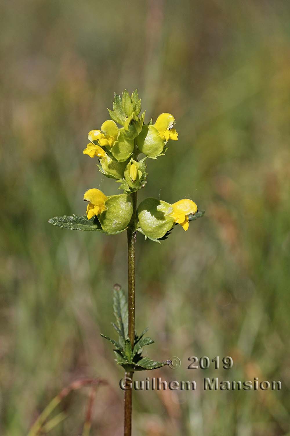 Rhinanthus minor