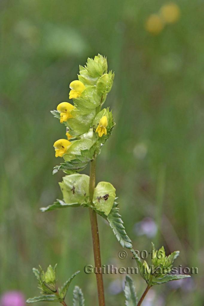 Rhinanthus minor