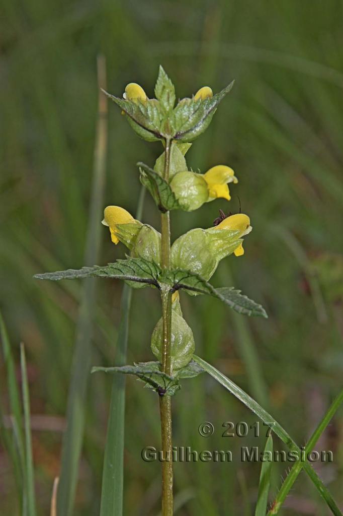 Rhinanthus minor