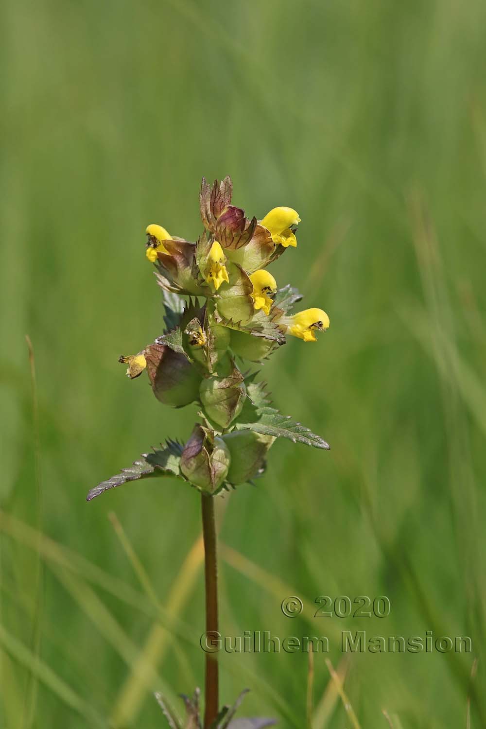 Rhinanthus minor