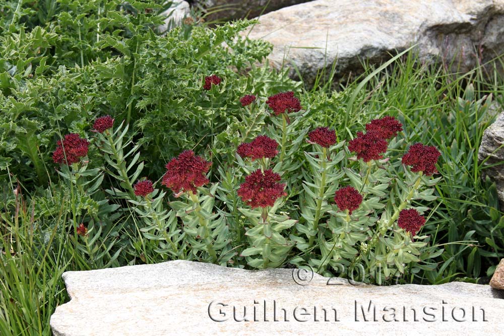 Rhodiola rosea