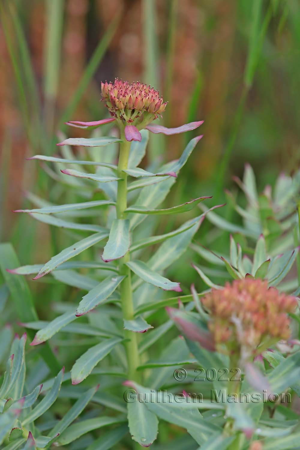 Rhodiola rosea