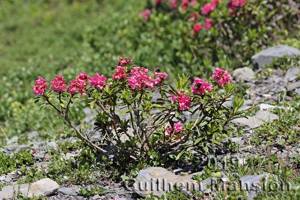 Rhododendron ferrugineum