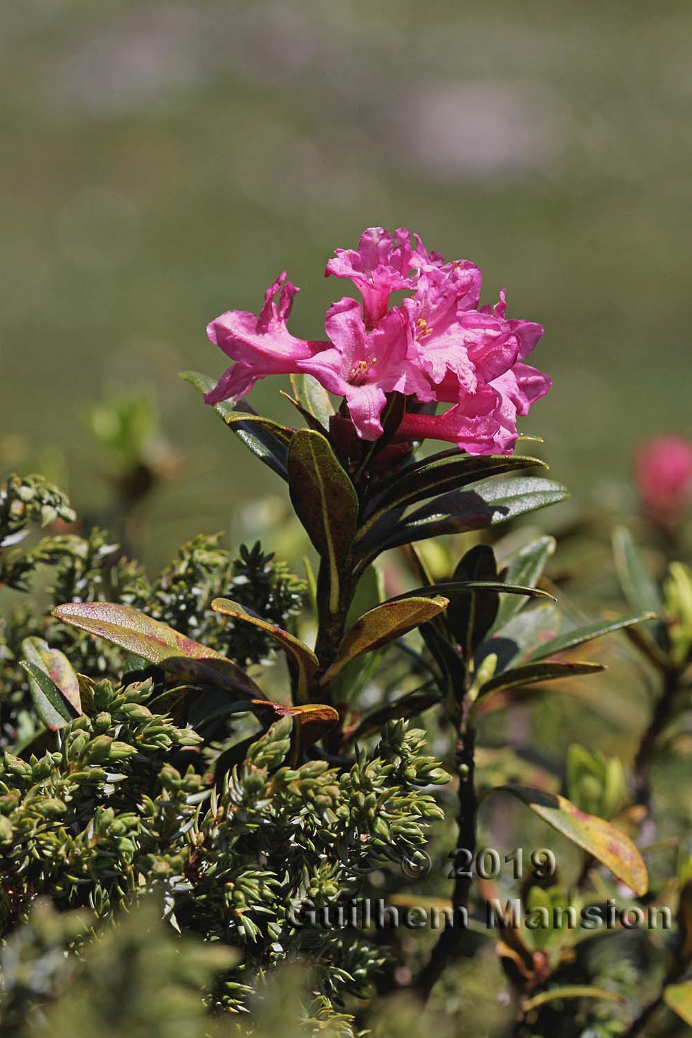 Rhododendron ferrugineum