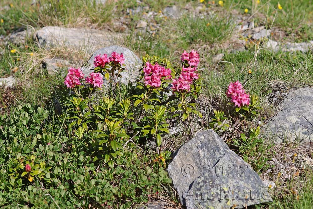 Rhododendron ferrugineum