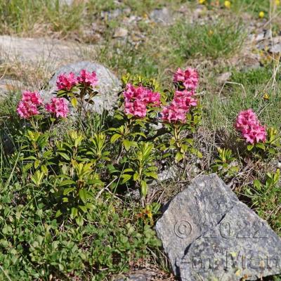 Rhododendron ferrugineum