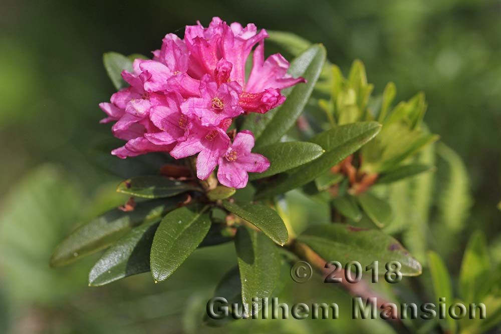 Rhododendron ferrugineum