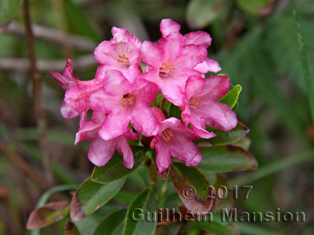 Rhododendron_ferrugineum_20170615_001