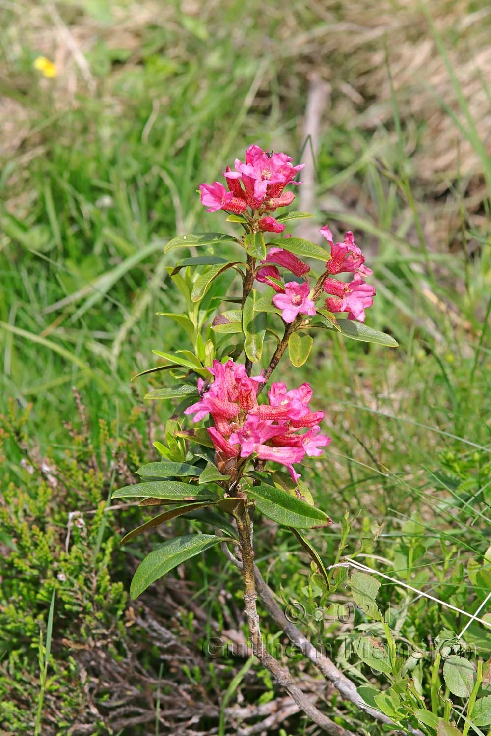 Rhododendron ferrugineum