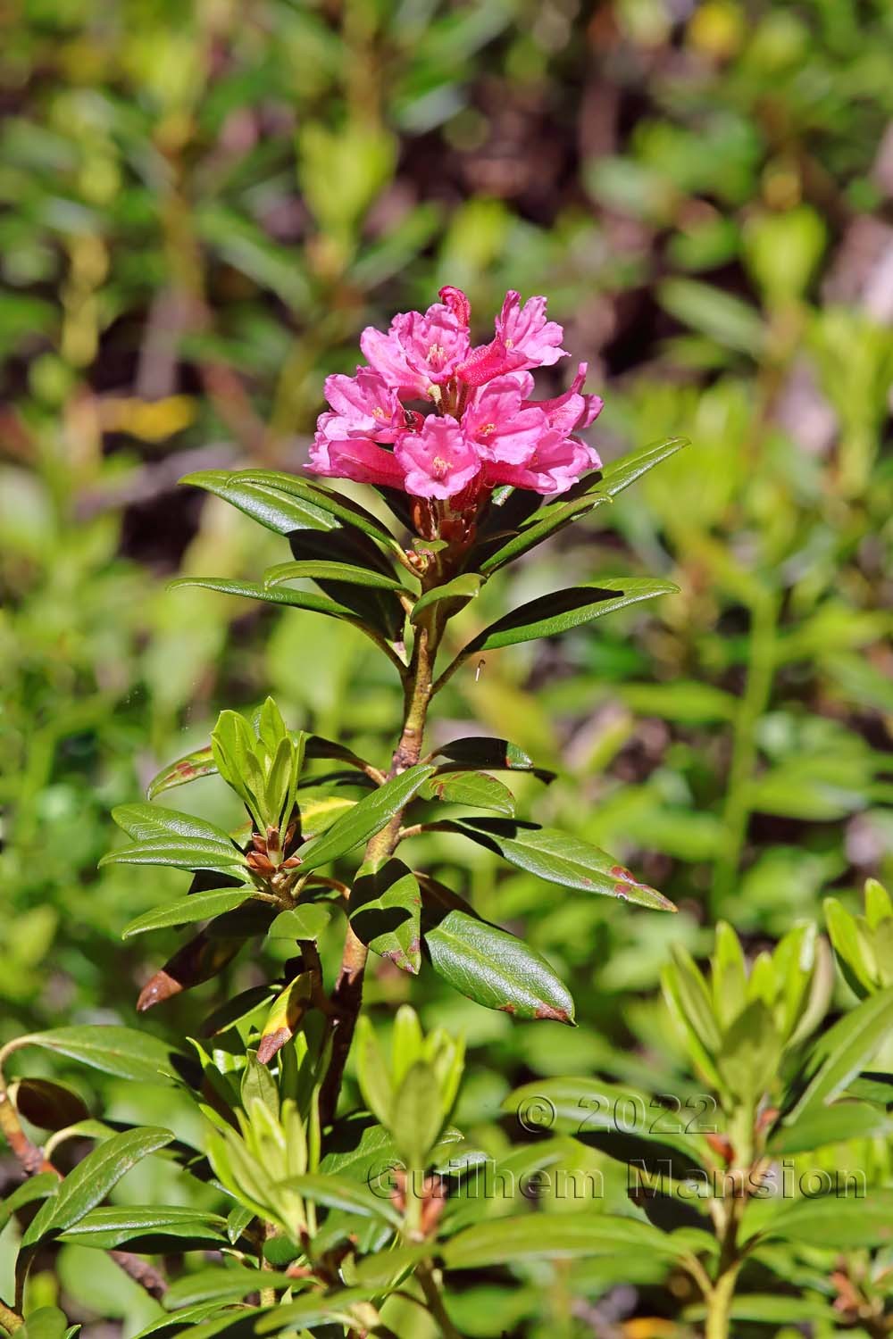 Rhododendron ferrugineum