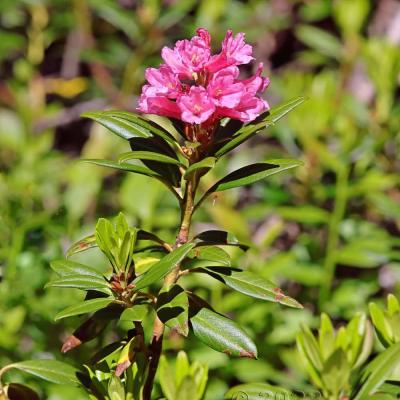 Rhododendron ferrugineum