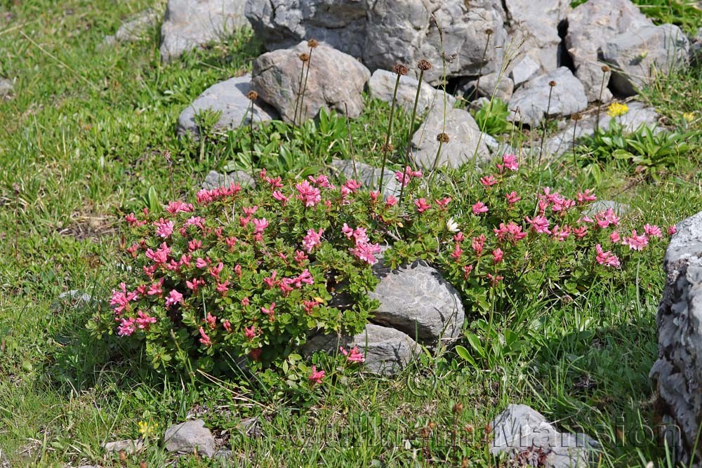 Rhododendron hirsutum