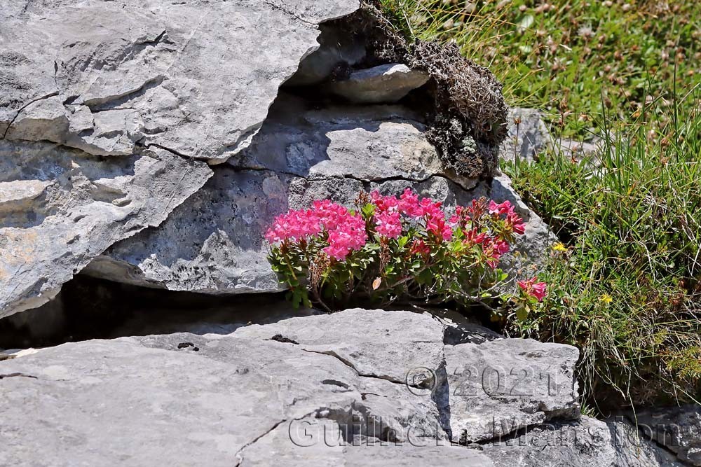 Rhododendron hirsutum