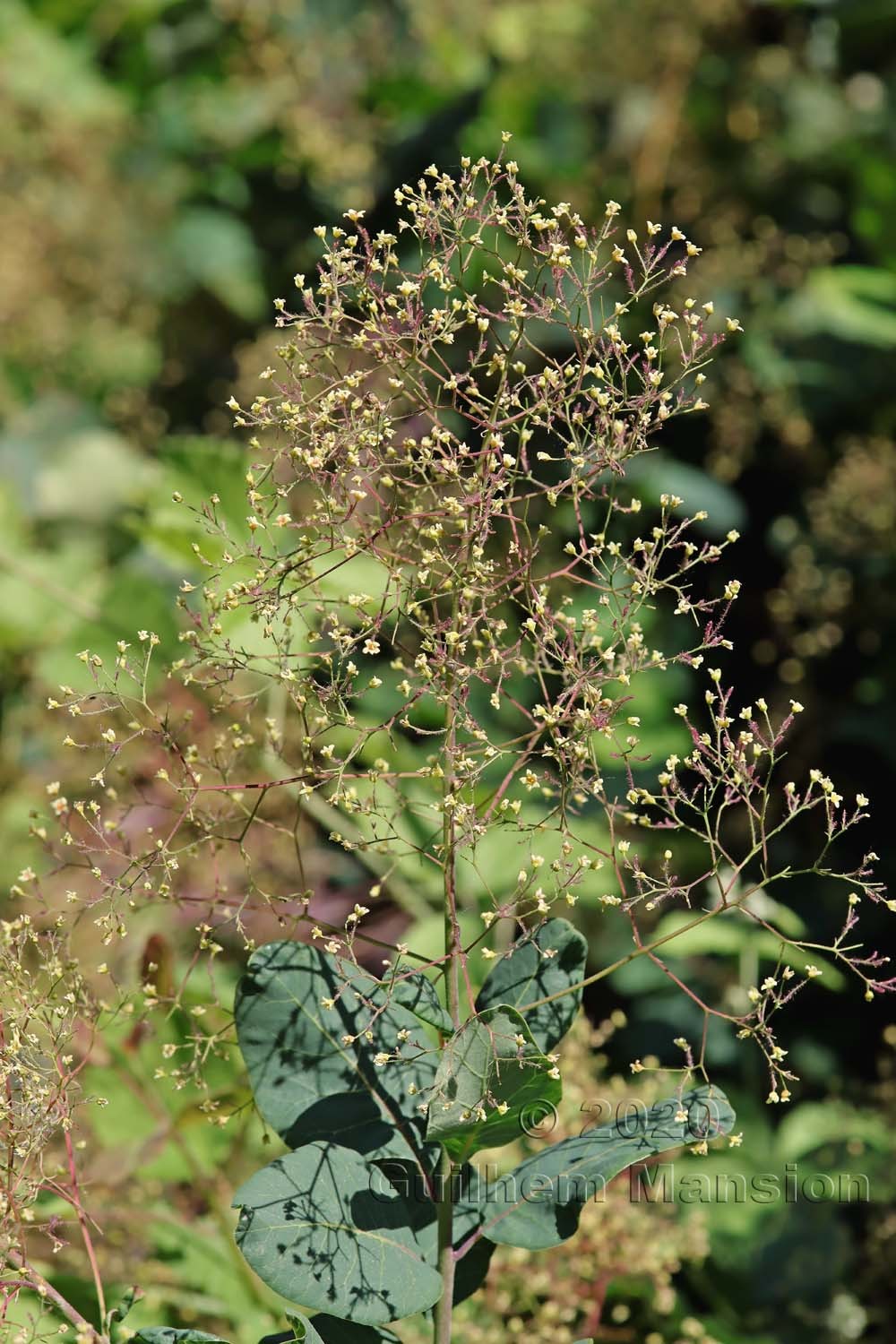 Cotinus coggygria