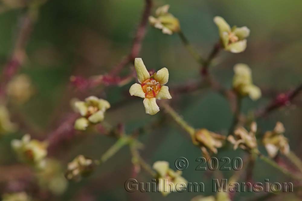 Cotinus coggygria