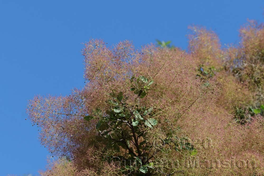 Cotinus coggygria