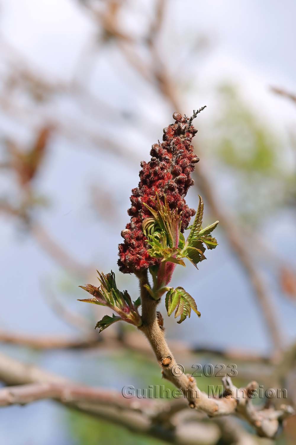 Rhus typhina