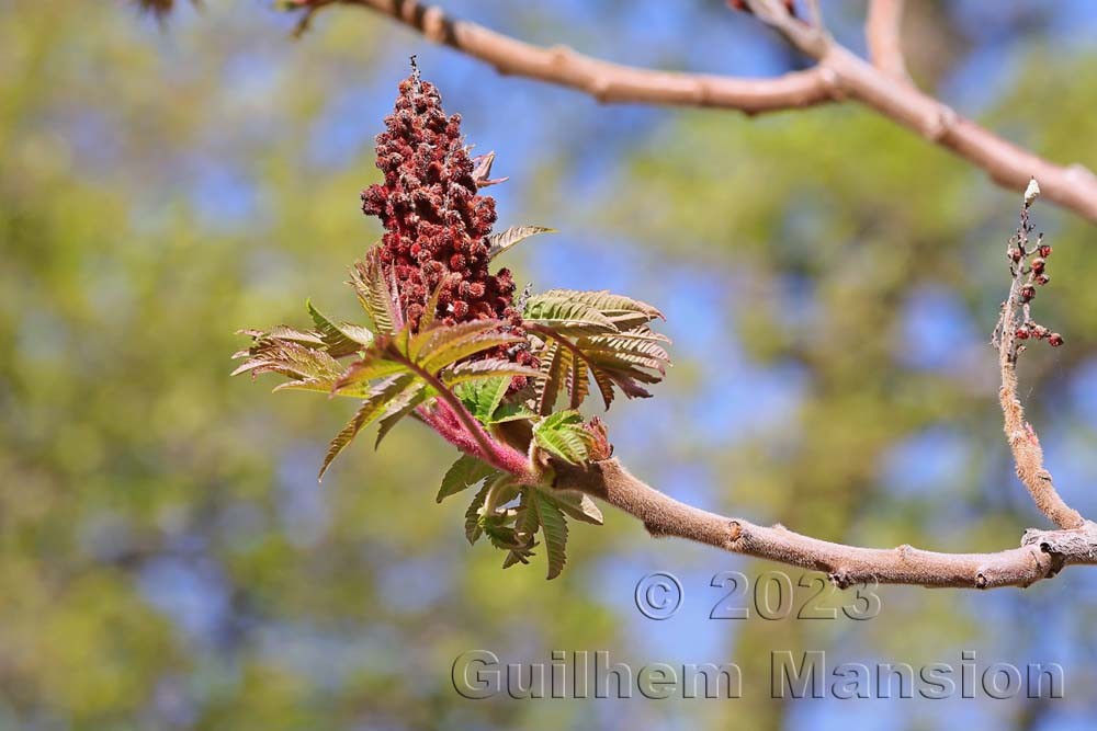 Rhus typhina