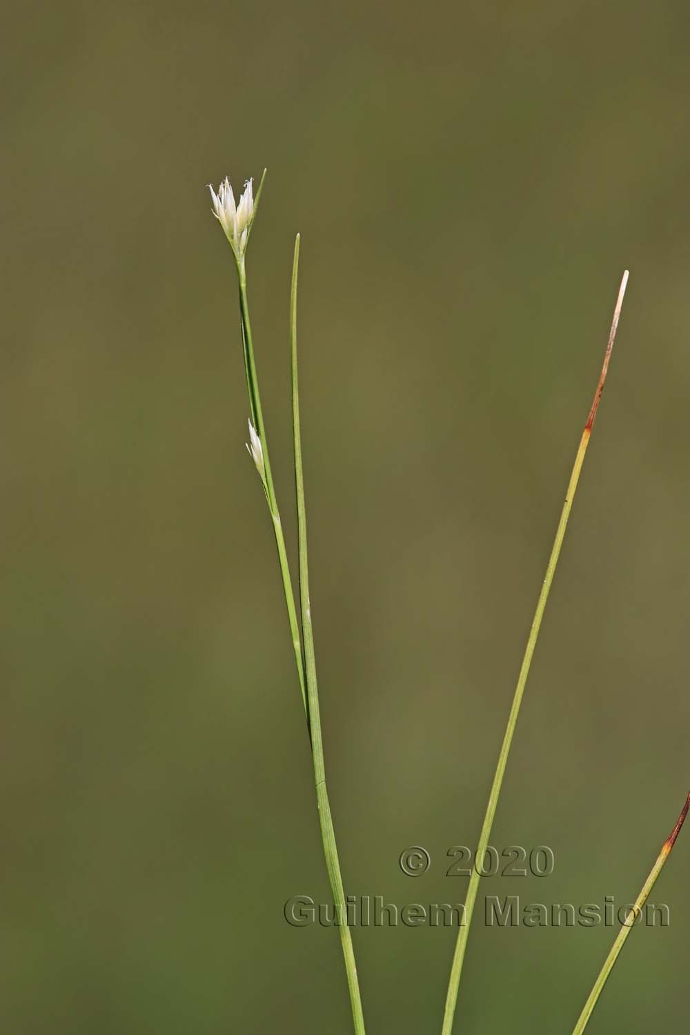 Rhynchospora alba