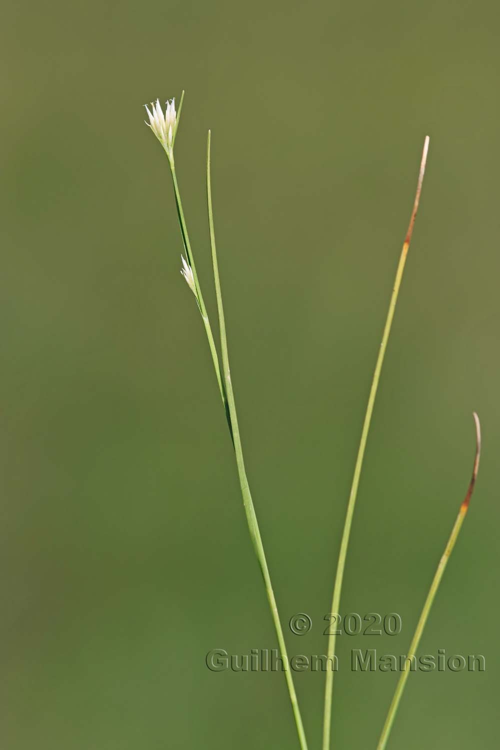 Rhynchospora alba