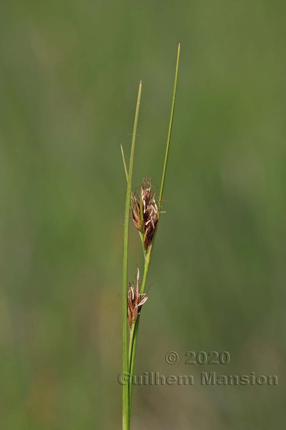 Rhynchospora fusca