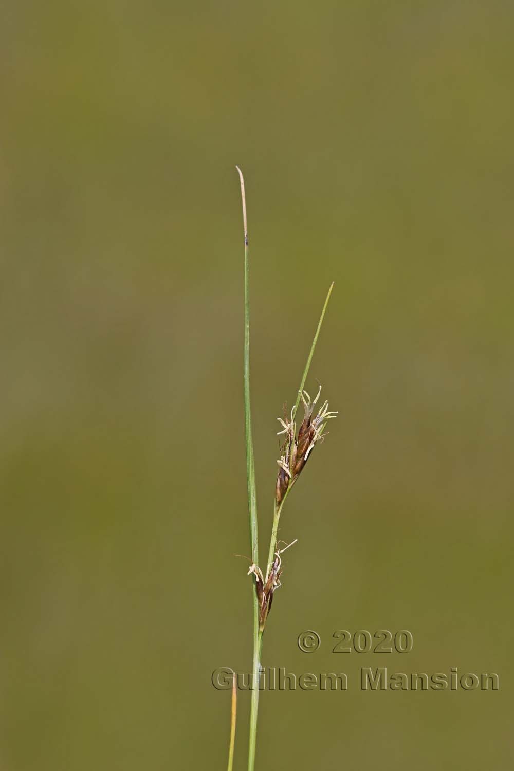 Rhynchospora fusca